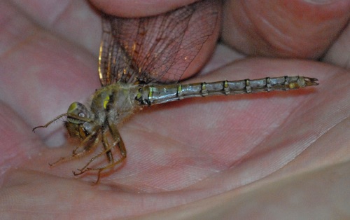 Male
4 May 2012  Horry, SC